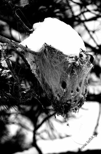 Krommidas b&w 03